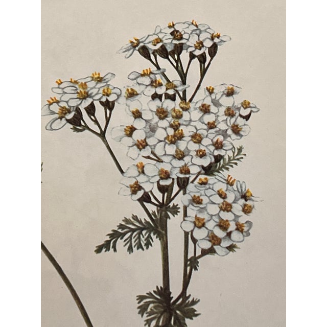 Vintage Botanical Framed Prints Set of 2 - Authentic 1953 Prints For Sale - Image 4 of 6