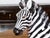 Mid 20th Century Italian Painted Terracotta Statue of a Brown Eyed Zebra Resting on the Ground For Sale - Image 9 of 9