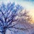 Icy Morning Light by Christopher Clark | Oil on canvas Winter landscape with a frosted tree. For Sale - Image 4 of 5