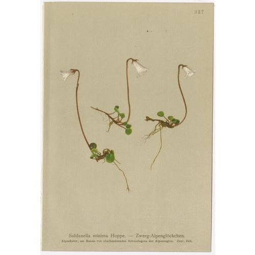 Alpine Flower Prints, 1897, Set of 8 For Sale - Image 10 of 11