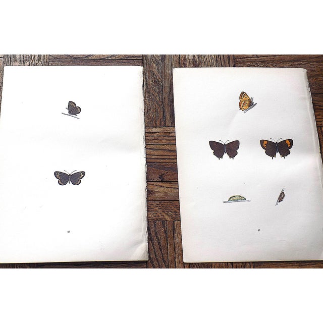 Mid 19th Century Antique 19th Century Hand Colored Butterfly Lithographs - Set of 12 For Sale - Image 5 of 12