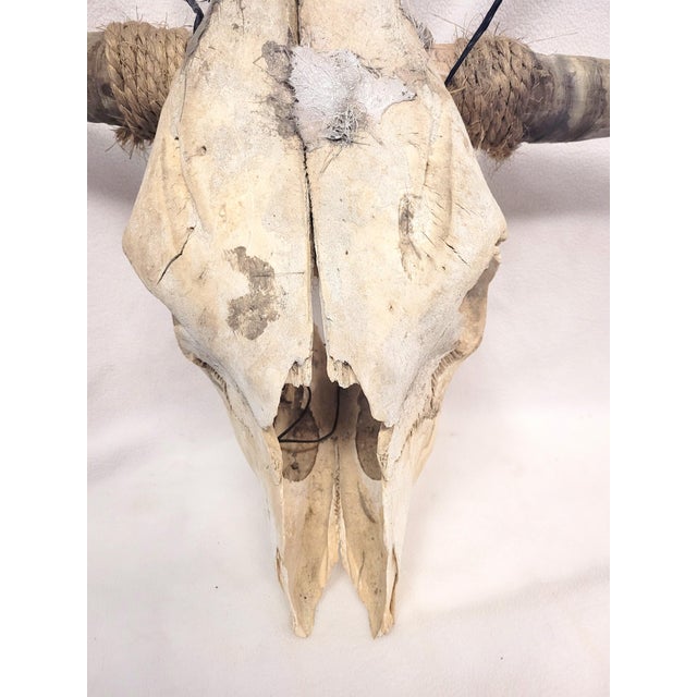 Authentic Vintage 1960s Southwestern Cow Skull Chairish