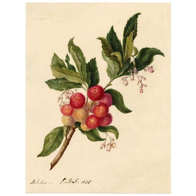 E.B.R. Strawberry Tree (Arbutus unedo) Branch with Fruit For Sale - Image 3 of 7