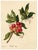 E.B.R. Strawberry Tree (Arbutus unedo) Branch with Fruit For Sale - Image 3 of 7