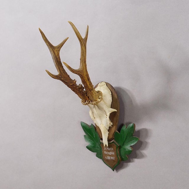 Rustic Great Black Forest Red Deer Trophy on Carved Plaque - Germany 1952 For Sale - Image 3 of 6