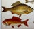 Antique Fish Print From England Featuring Eel, Conger, Murry, Goldfish, Barbel, Gudgeon & Varieties of Carp - Circa 1902 For Sale In Dallas - Image 6 of 11