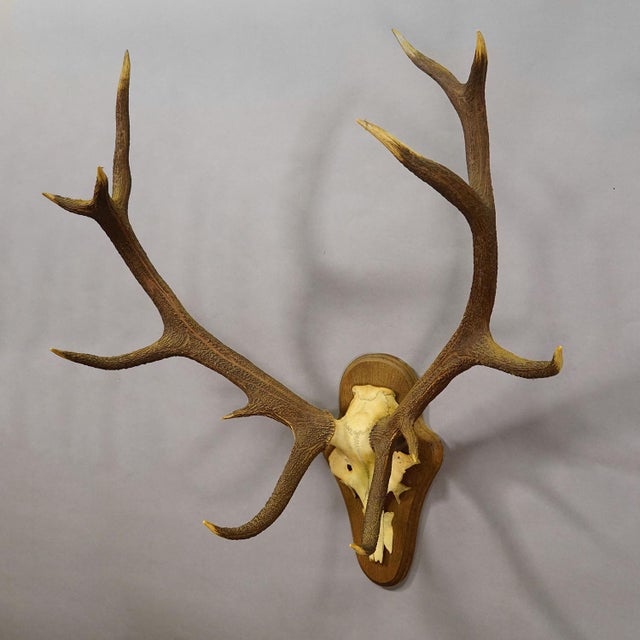 Black Forest 12 Pointer Red Deer Trophy on Wooden Plaque - Germany 1930 Item e8182 A capital 12 pointer red deer (Cervus...
