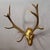 Black Forest 12 Pointer Red Deer Trophy on Wooden Plaque - Germany 1930 Item e8182 A capital 12 pointer red deer (Cervus...
