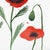 2020s Poppies II - Original Red Floral Still Life Watercolor Painting on Paper For Sale - Image 5 of 7