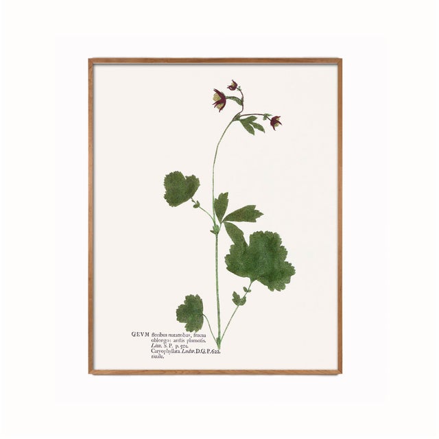 Antique Botanical Set in Oxblood - Set of 8 16" X 20" For Sale - Image 10 of 15