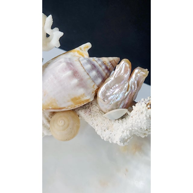 Ivory Handcrafted Oyster Shell Tray With Vintage Seashell Composition & Biwa Pearls — Coastal Sculptural Object For Sale - Image 8 of 14