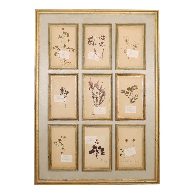 Large Herbarium Wall Panel, 1890s For Sale