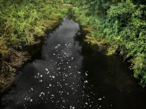 Ellie Davies, Chalk Streams 8, 2023, Photograph