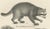 Raccoon and Bear, 1836, Paper For Sale - Image 6 of 10