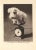 Vintage Original Sealyham Terrier Puppy Print For Sale