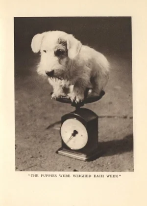Vintage Original Sealyham Terrier Puppy Print