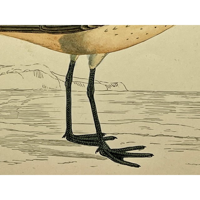Plastic Antique Bird Print From England Showcasing a Esquimaux Curlew - Circa 1880 For Sale - Image 7 of 11