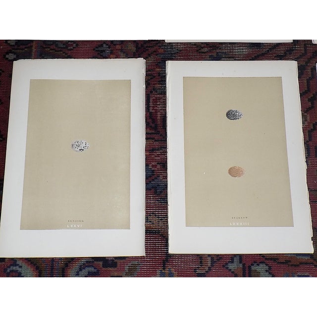 Authentic Antique 19th Century Hand Colored Egg Lithographs - Set of 12 For Sale - Image 4 of 8