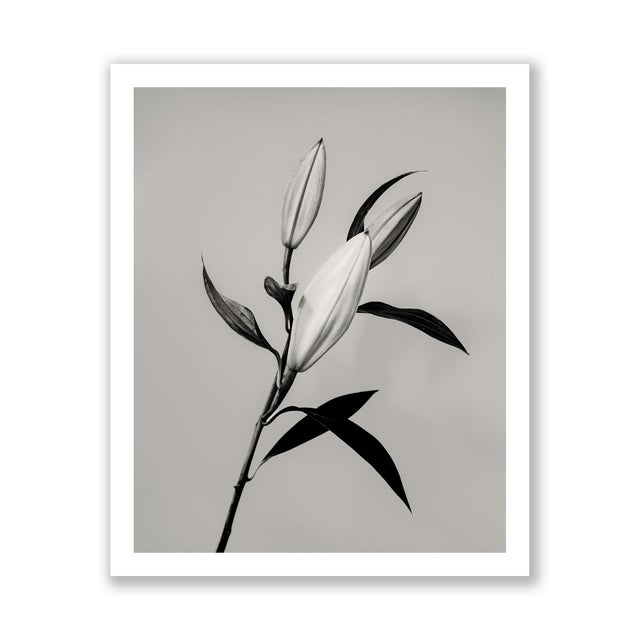 Contemporary Guy Sargent, The Lily, Archival Pigment Print For Sale - Image 3 of 6