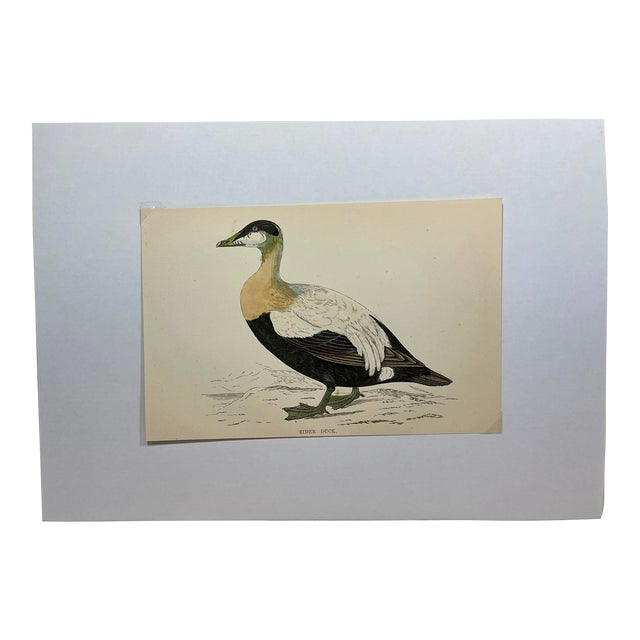 Antique Hand Tinted Bird Print From England Featuring a Brown, Black & White Eider Duck - Circa 1888 For Sale