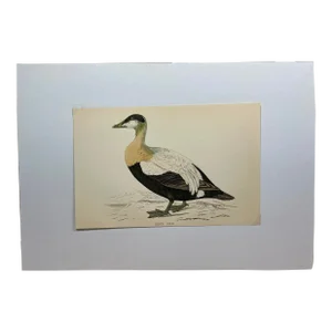 Antique Hand Tinted Bird Print From England Featuring a Brown, Black & White Eider Duck - Circa 1888