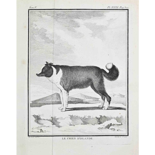 Plate from histoire naturelle, générale et particulière, tom. V, pl. Xxxi, p. 300. Paris, 1771. Etching and engraving on...