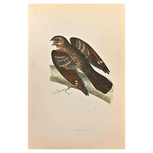 Alexander Francis Lydon, Nightjar, Woodcut Print, 1870 For Sale
