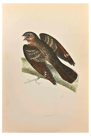 Alexander Francis Lydon, Nightjar, Woodcut Print, 1870