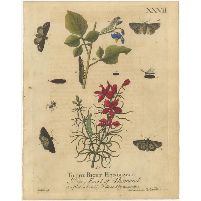Antique English Moths with Garden Flowers – Hand-Colored Entomology Engravings 1720 This set of two original hand-colored...