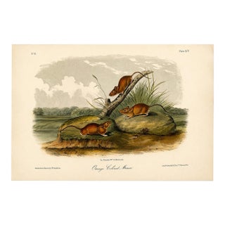Orange Colored Mouse 1st Edition Octavo Lithograph by John James Audubon, 1842 For Sale