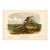 Orange Colored Mouse 1st Edition Octavo Lithograph by John James Audubon, 1842 For Sale