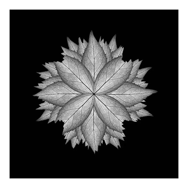 Meditation on a Spring Garden 5, Photograph, 2010 For Sale