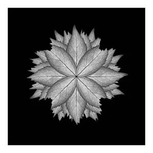 Meditation on a Spring Garden 5, Photograph, 2010