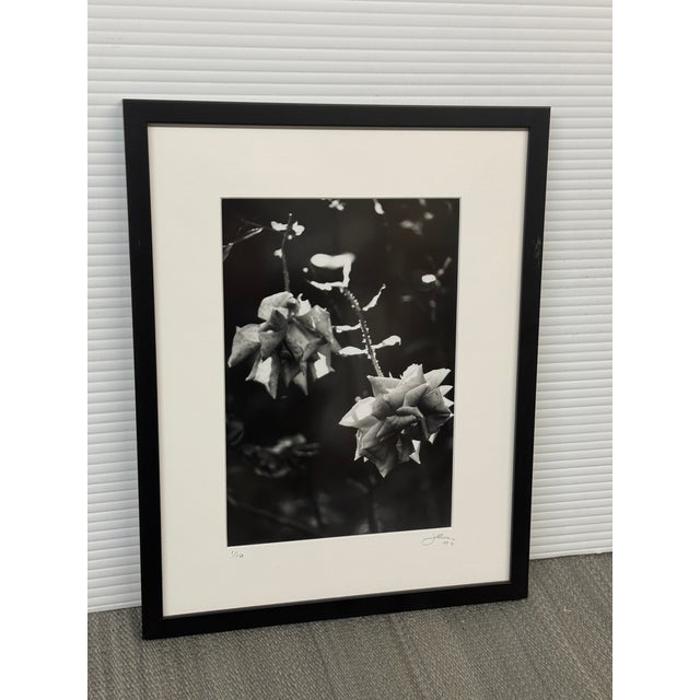 Jess Johnston Dozen Roses XI Black & White Photograph Edition 1/10, Framed. For Sale - Image 12 of 12