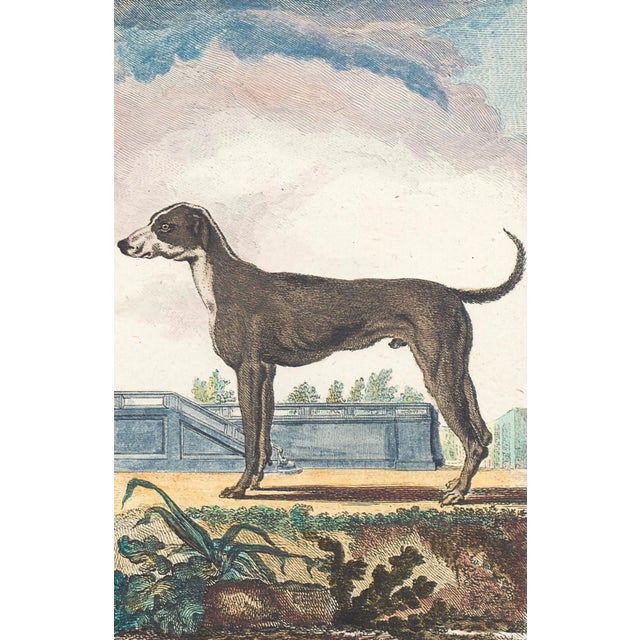 This charming hand-colored 1758 engraving is one of the oldest available prints of a dog. Taken from the 10th volume...