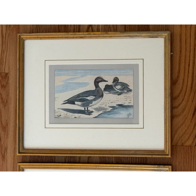 Pair of original chromolithograph duck prints from the early 1900’s titled "Le Canard Siffluer" and "Sarcelle D'Ete" by P...