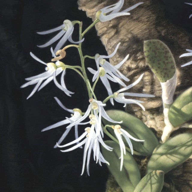 Orchid and Lizard by Susan McDonnell | Oil on Panel White Orchids With Lizard For Sale In Denver - Image 6 of 12