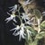 Orchid and Lizard by Susan McDonnell | Oil on Panel White Orchids With Lizard For Sale In Denver - Image 6 of 12