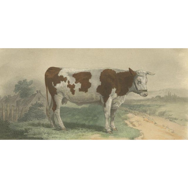 19th Century Oudet After Melin, Norman Cow, 1873, Paper For Sale - Image 5 of 12