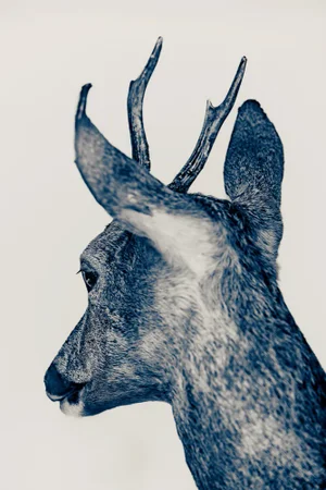 Guy Sargent, The Marais Blue, Print