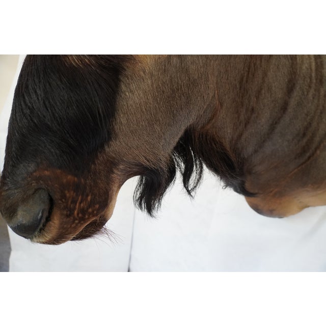 Wildebeest Mount Head Bust For Sale - Image 14 of 18