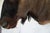 Wildebeest Mount Head Bust For Sale - Image 14 of 18