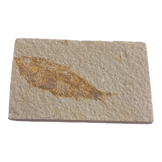 Fossil Plate Knightia From the Green River Formation - In Limestone For Sale