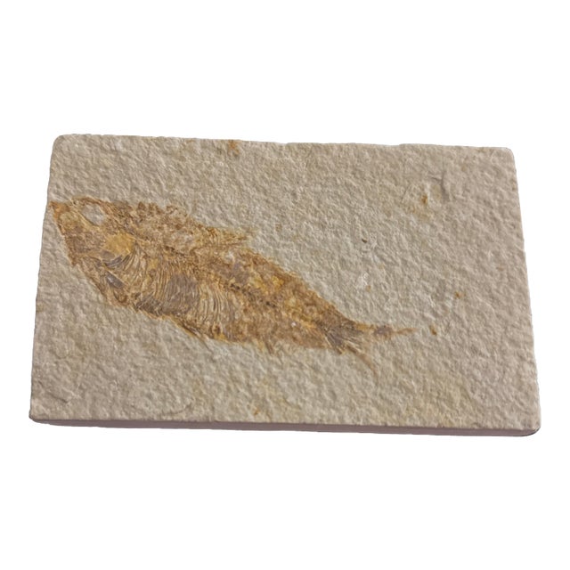 Fossil Plate Knightia From the Green River Formation - In Limestone For Sale