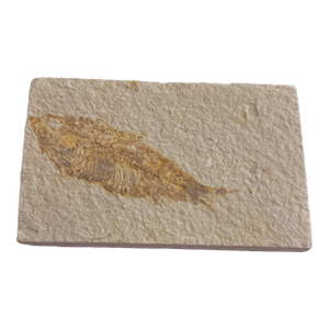 Fossil Plate Knightia From the Green River Formation - In Limestone