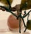 Late 20th Century Asian Carved Rose Quartz Decorative Hard Stone Fruit Pear Shaped For Sale - Image 5 of 10