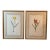 Vintage Framed Botanical Tulip Prints — A Pair For Sale