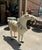 Stone Oversized Vintage Marble Horse Statue With Gem and Gold Details For Sale - Image 7 of 7