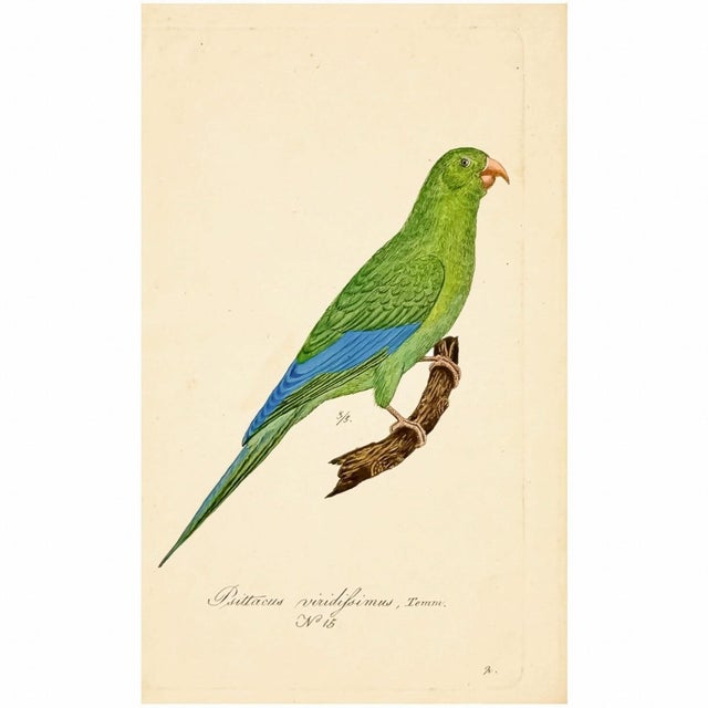 19th Century 19th Century Military Macaw & Exotic Parakeet Gallery | Set of 5 Antique Hand-Colored Tropical Bird Prints For Sale - Image 5 of 8