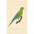 19th Century 19th Century Military Macaw & Exotic Parakeet Gallery | Set of 5 Antique Hand-Colored Tropical Bird Prints For Sale - Image 5 of 8